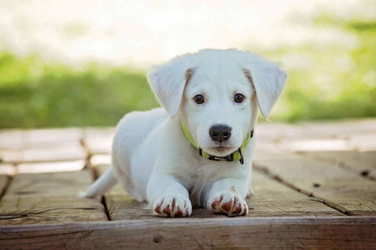 Pet Accessories